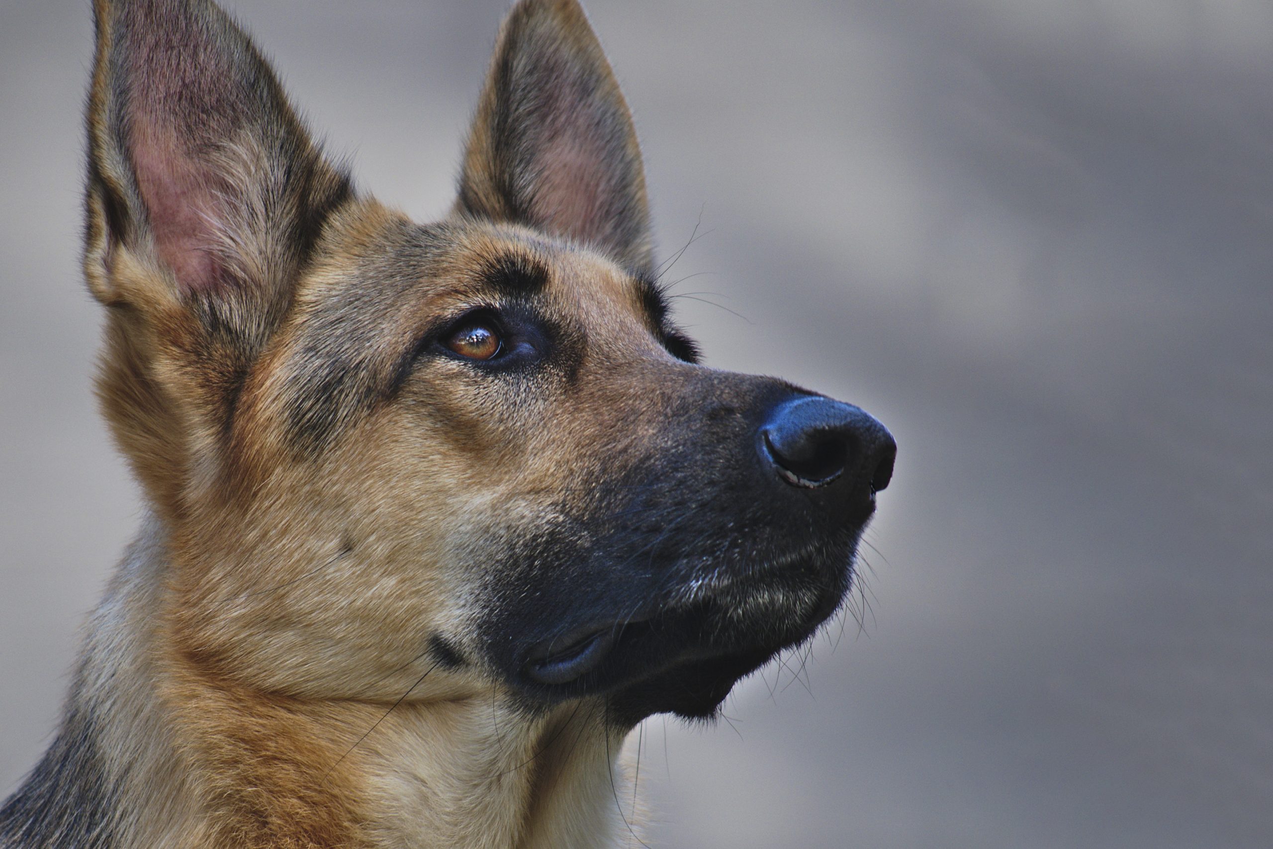 Ajuntament de Terrassa